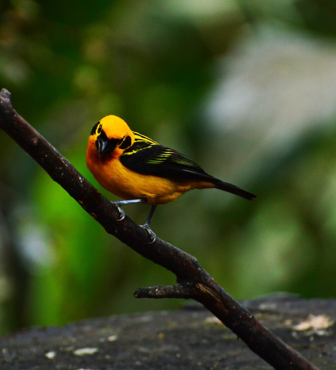 Golden Tanager - ML32715821