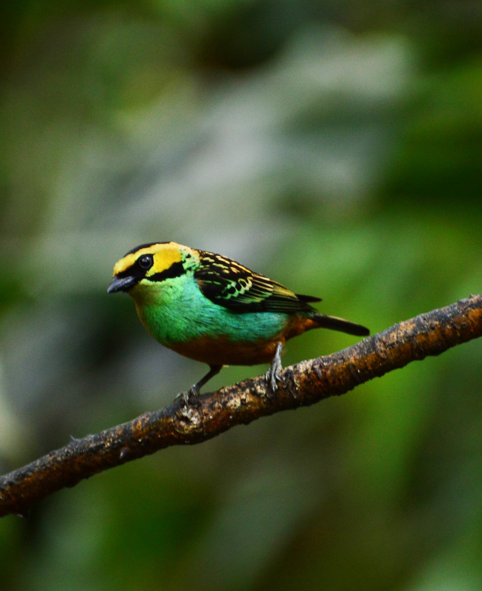 Golden-eared Tanager - ML32715931