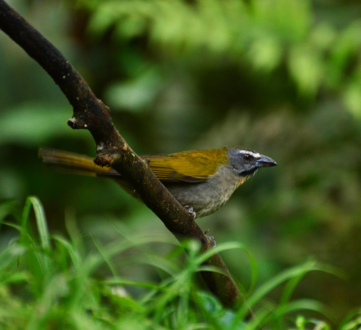 Buff-throated Saltator - ML32715971