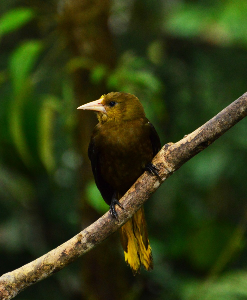 Russet-backed Oropendola - ML32716011