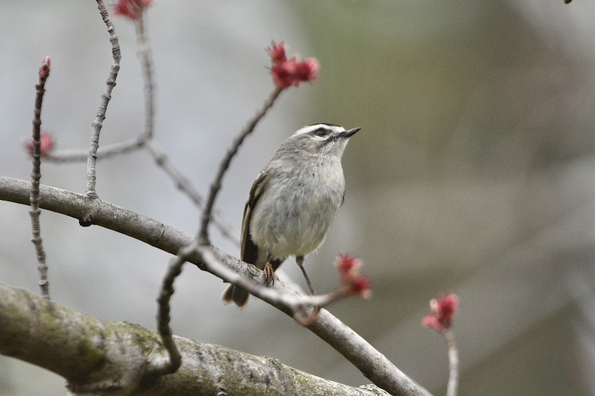 Golden-crowned Kinglet - ML327161121