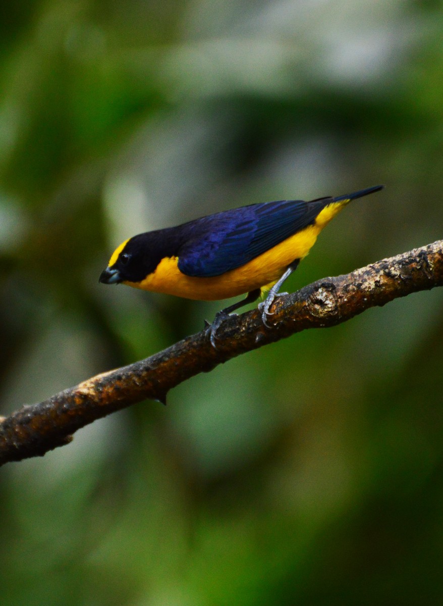 Thick-billed Euphonia - ML32716121