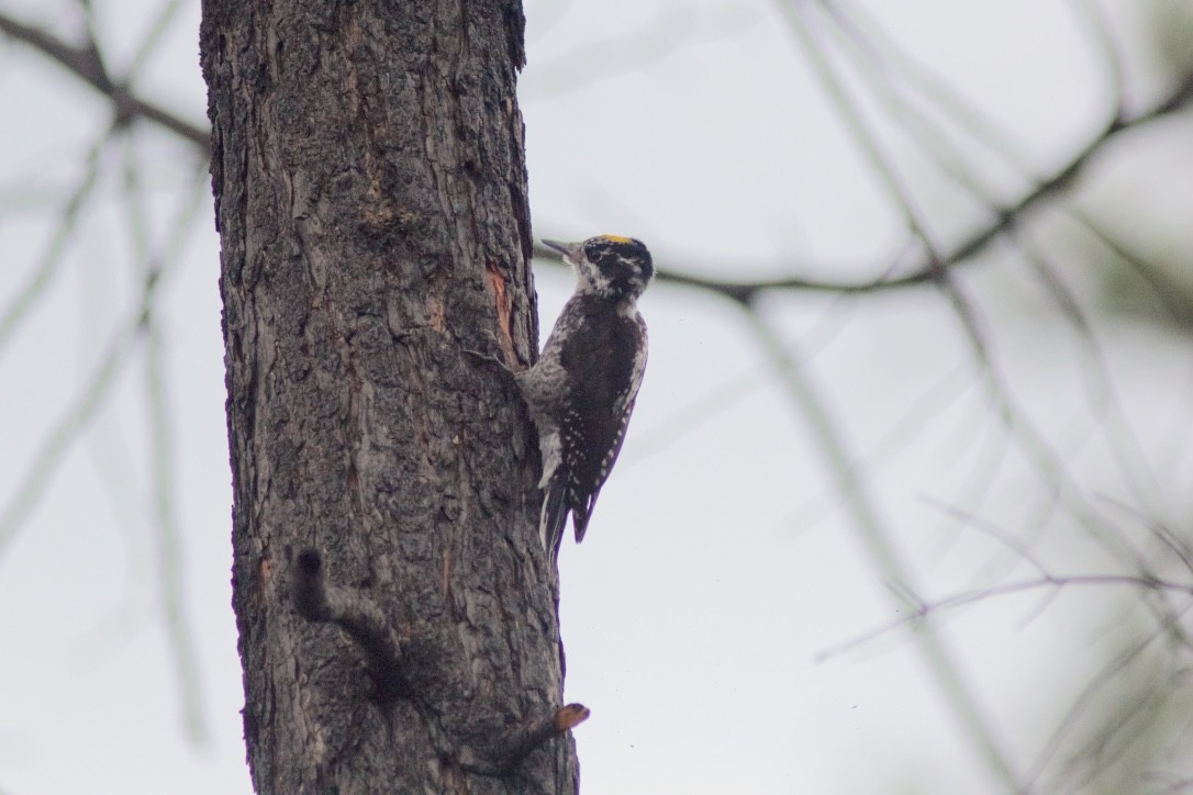 American Three-toed Woodpecker - ML32716151