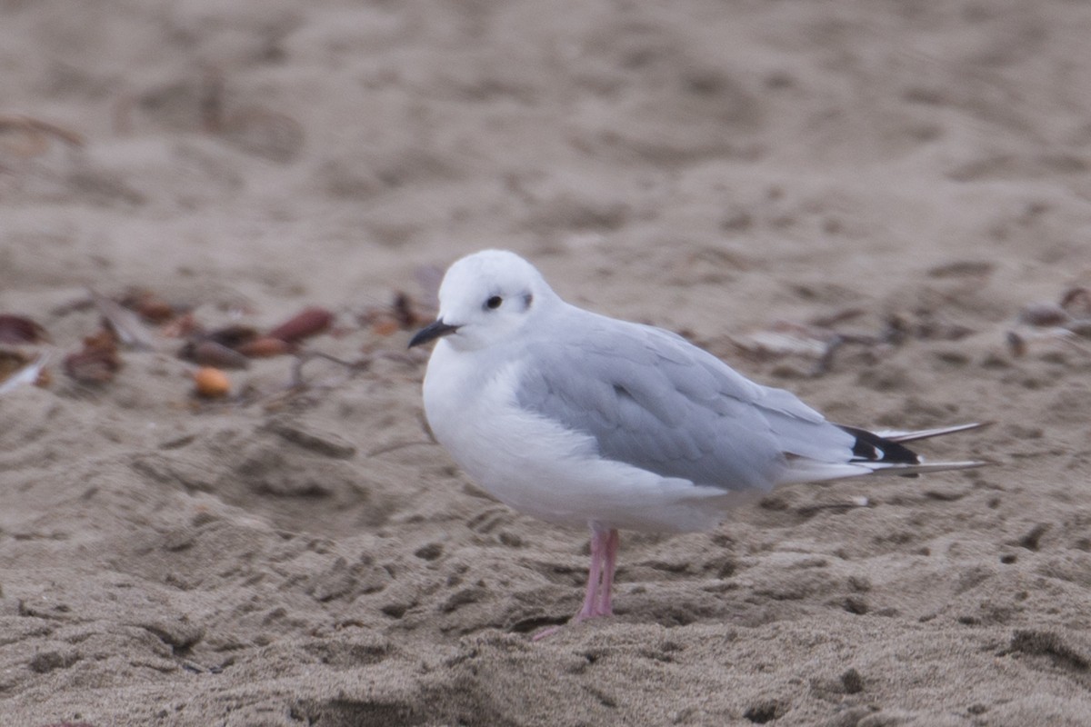 Bonaparte's Gull - Herb Elliott