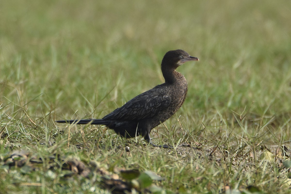 Little Cormorant - Sandeep Biswas