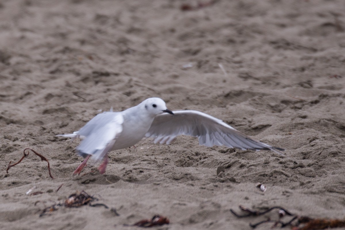 Bonaparte's Gull - Herb Elliott