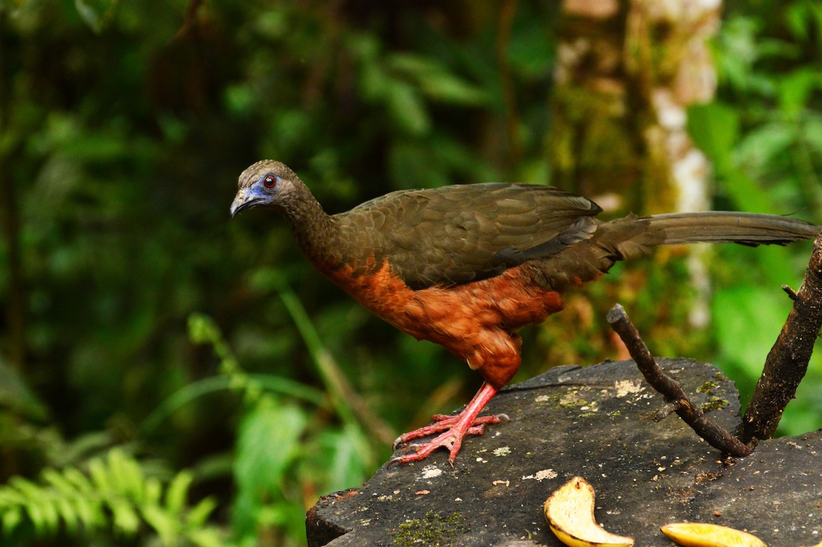 Sickle-winged Guan - ML32716291