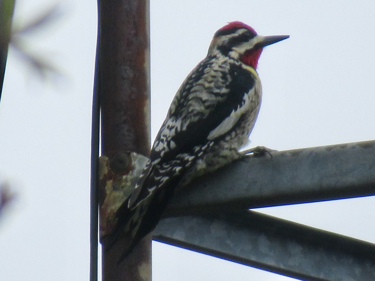 Yellow-bellied Sapsucker - ML327163791