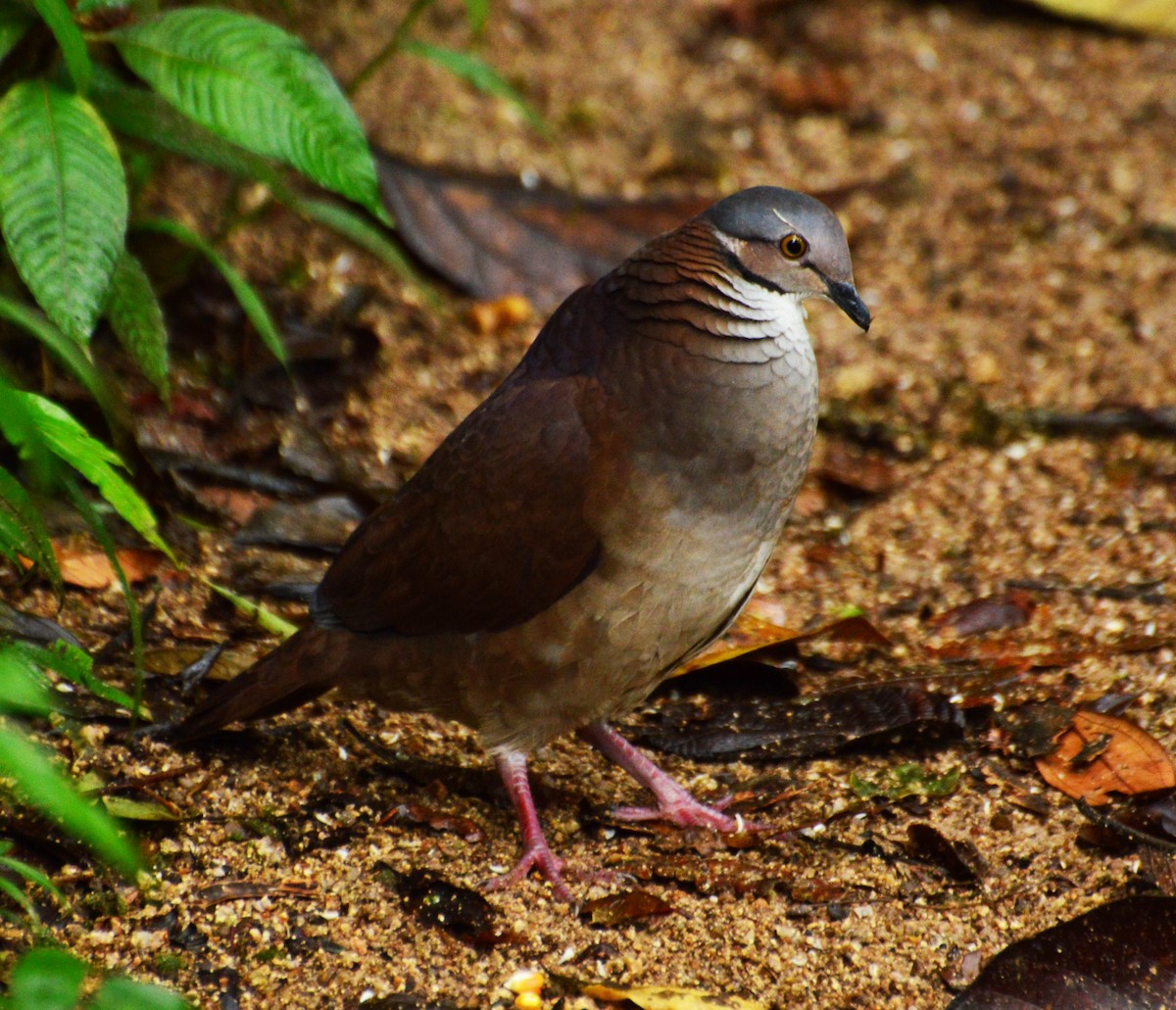 White-throated Quail-Dove - ML32716461