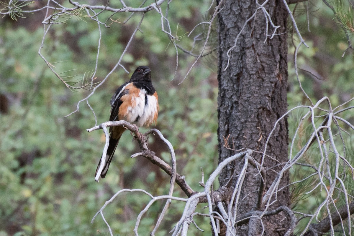 Spotted Towhee - ML327164981