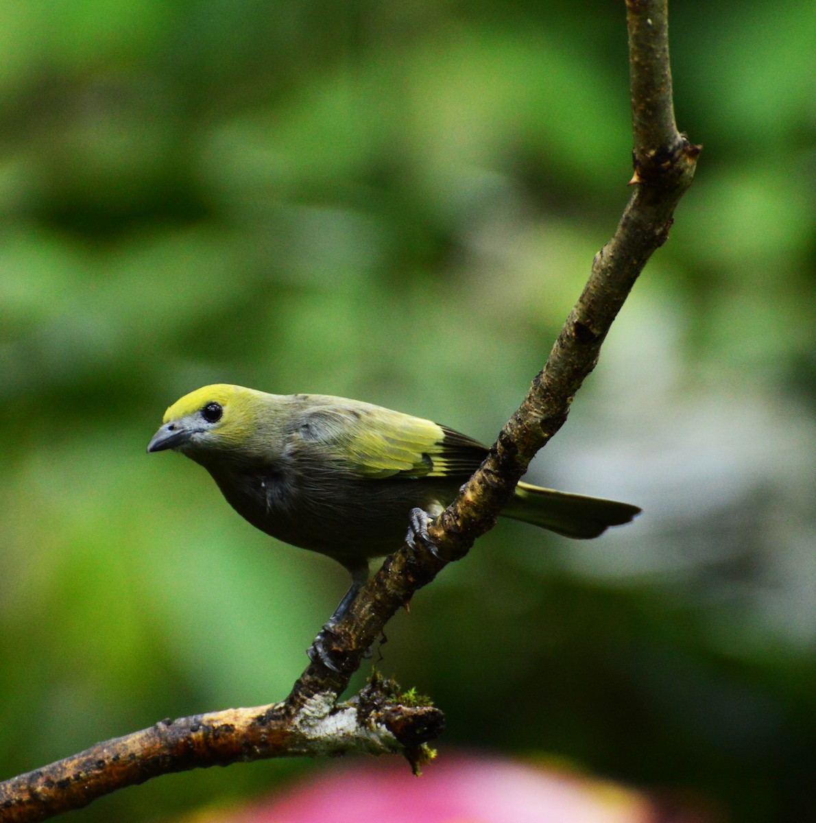 Palm Tanager - ML32716501