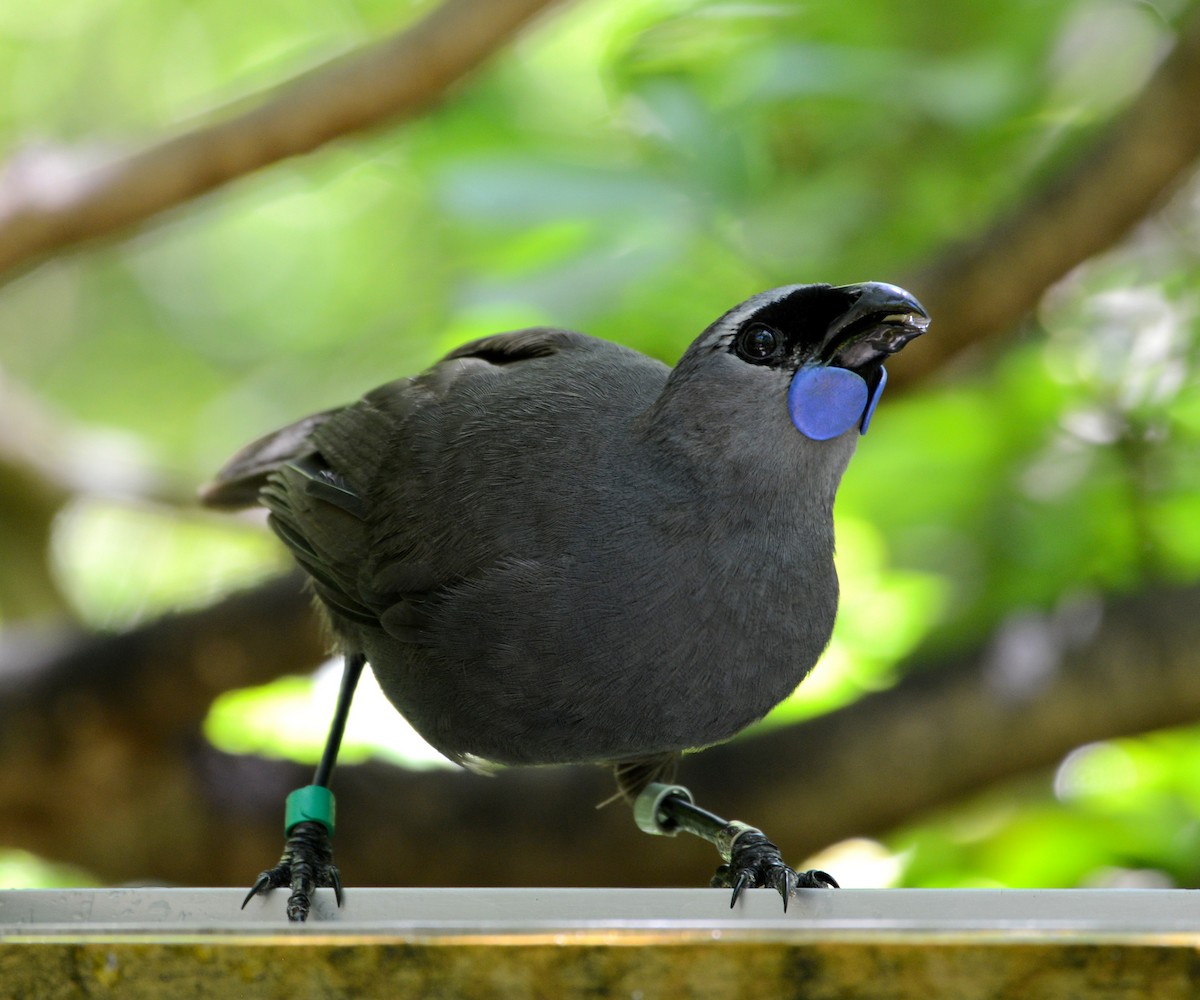 North Island Kokako - Neil Wingert
