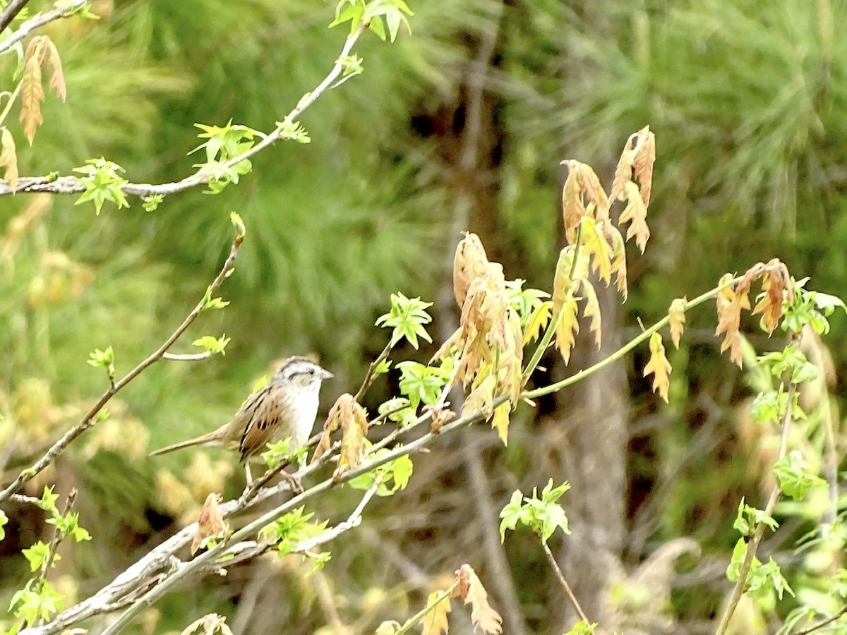 Swamp Sparrow - Fleeta Chauvigne