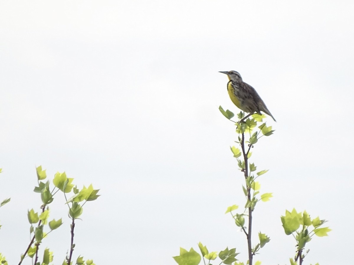 Eastern Meadowlark - ML327168831