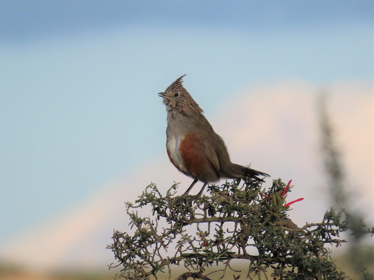 Crested Gallito - Pierre Pitte