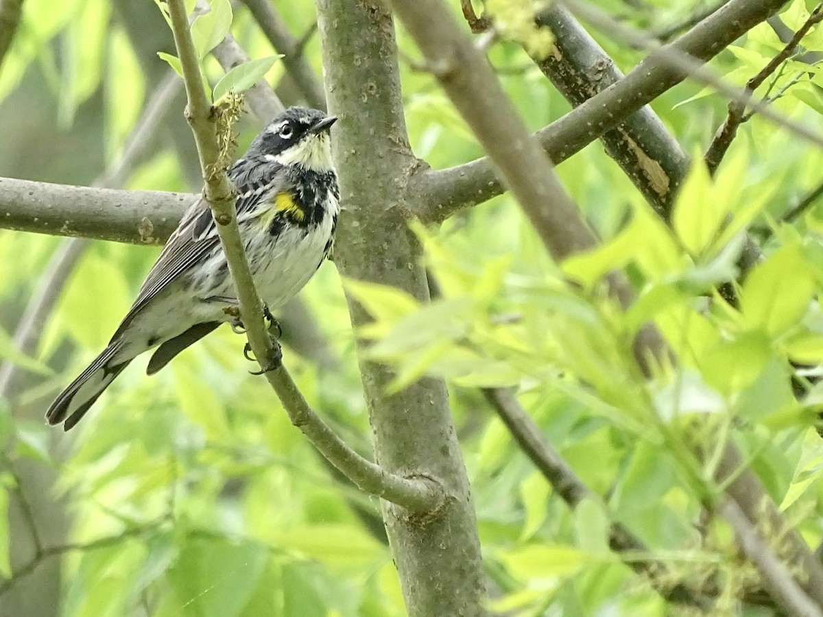 Yellow-rumped Warbler - ML327169031