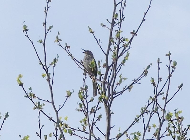 Brown Thrasher - ML327169361