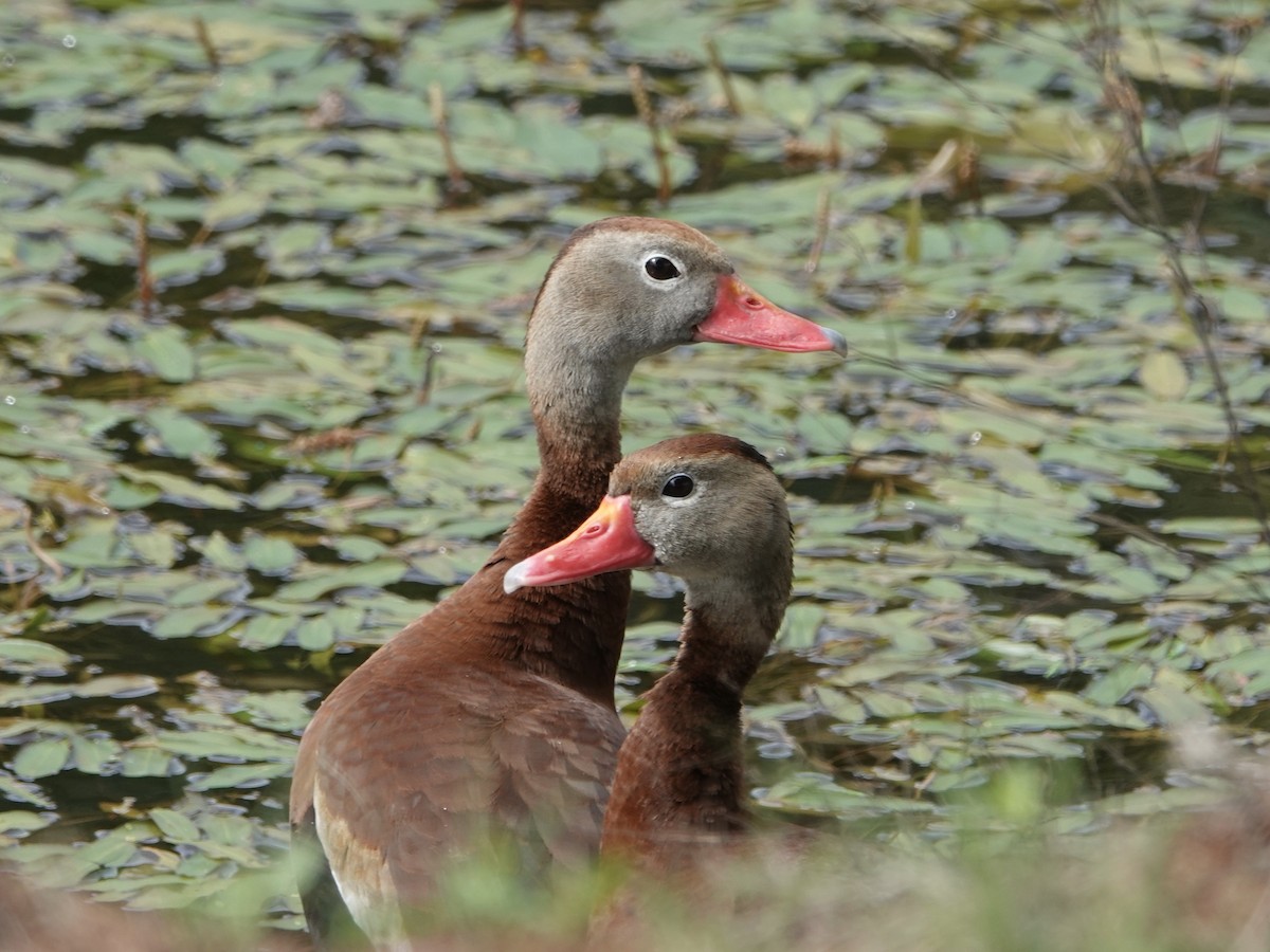 Black-bellied Whistling-Duck - Amy Bishop & Doug Booher