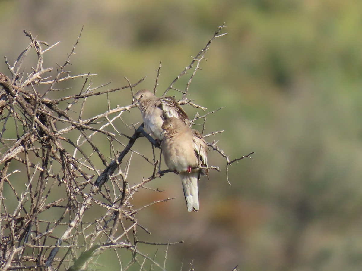 Picui Ground Dove - ML327170081