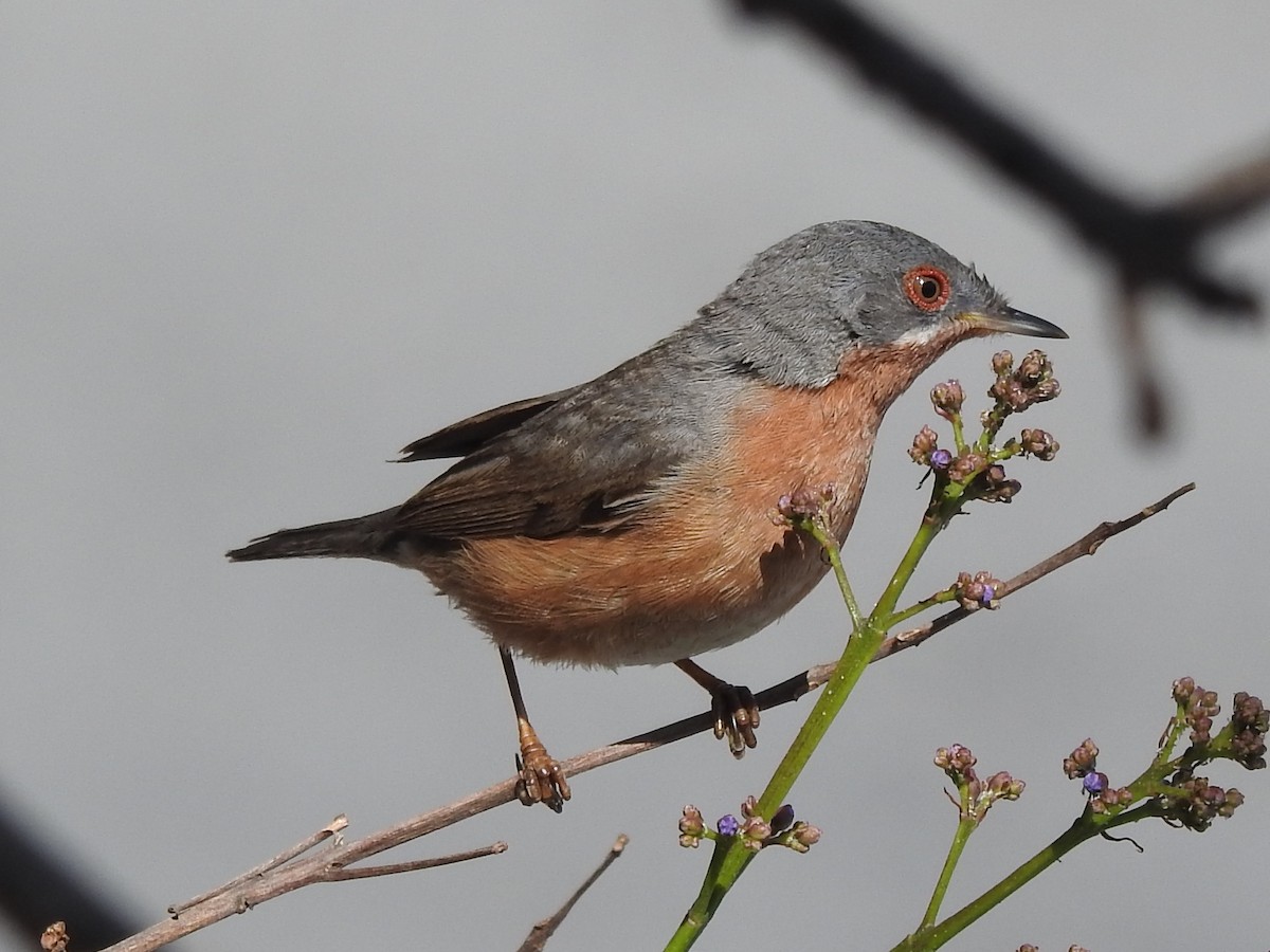 Western Subalpine Warbler - ML327170191