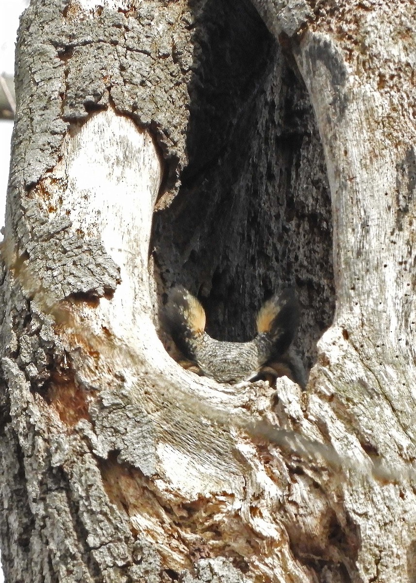 Virginiauhu - ML327172361