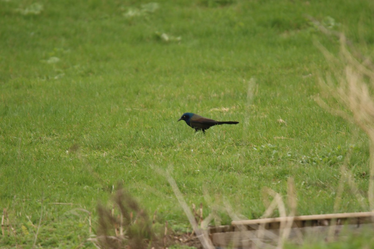 Common Grackle - alain lajeunesse