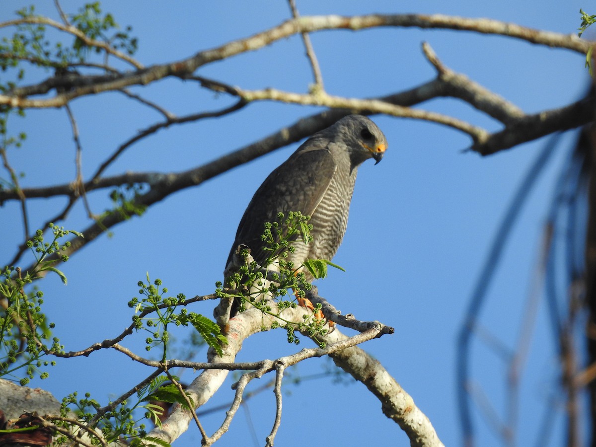 Gray Hawk - ML327173861