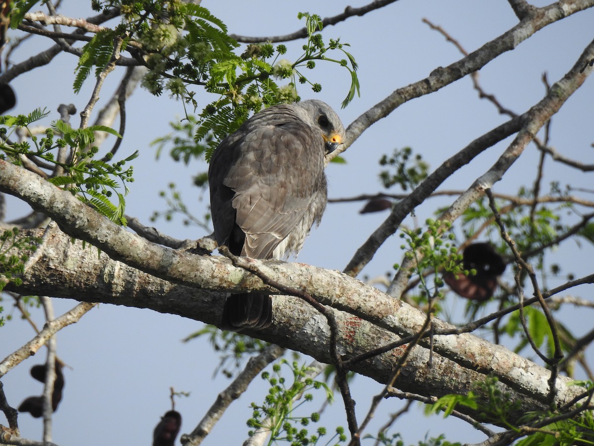 Gray Hawk - Ruth Rodriguez