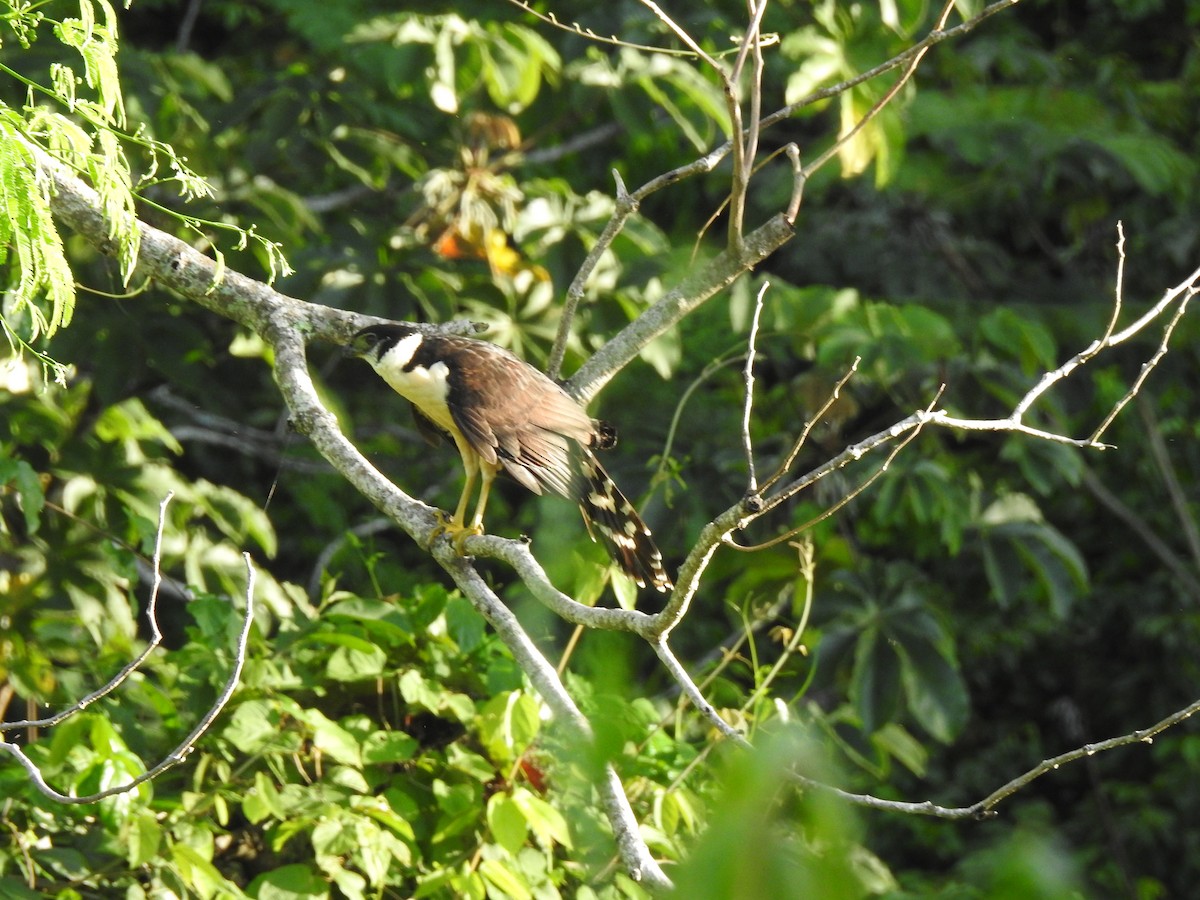 Collared Forest-Falcon - ML327174111