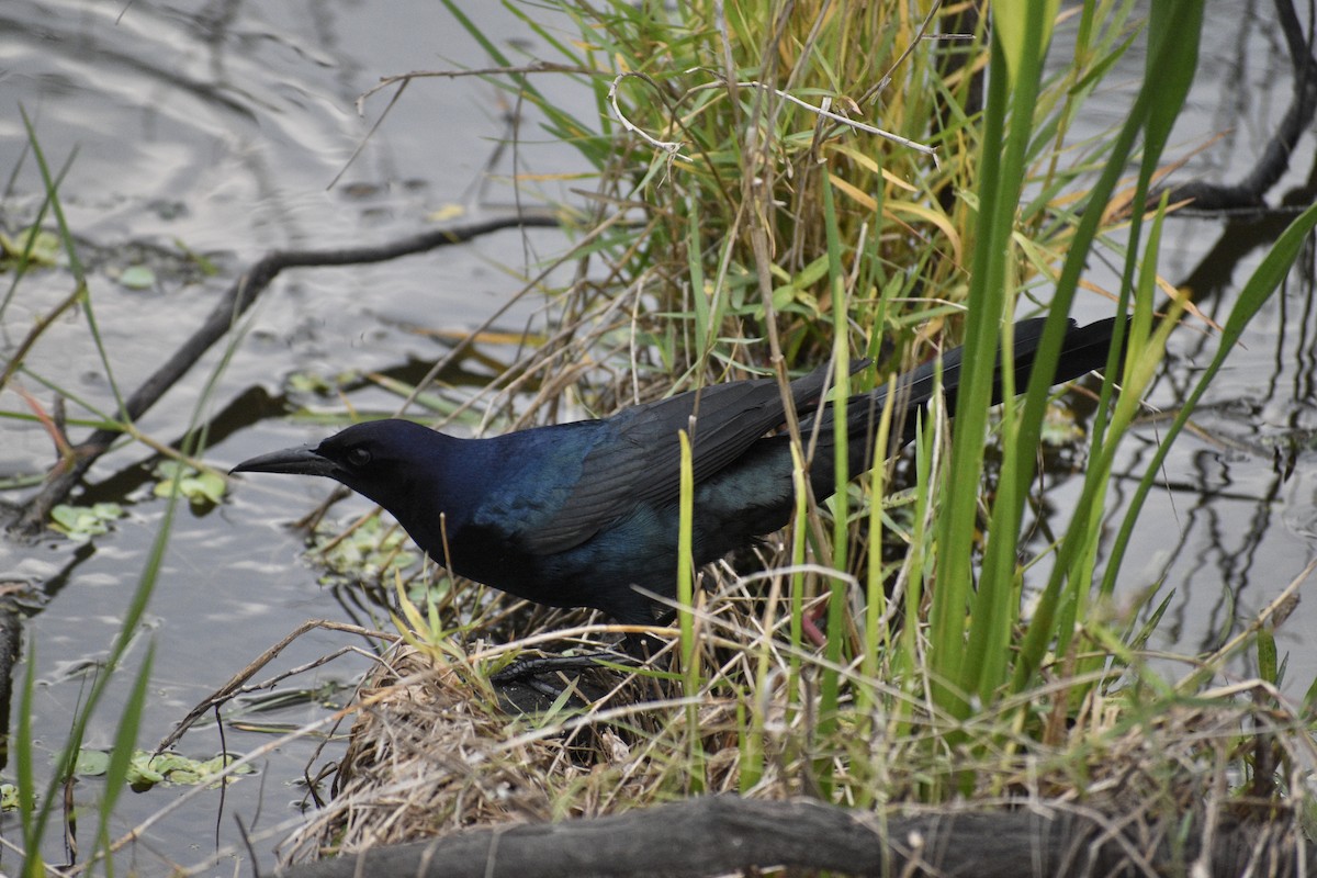 Boat-tailed Grackle - ML327174381