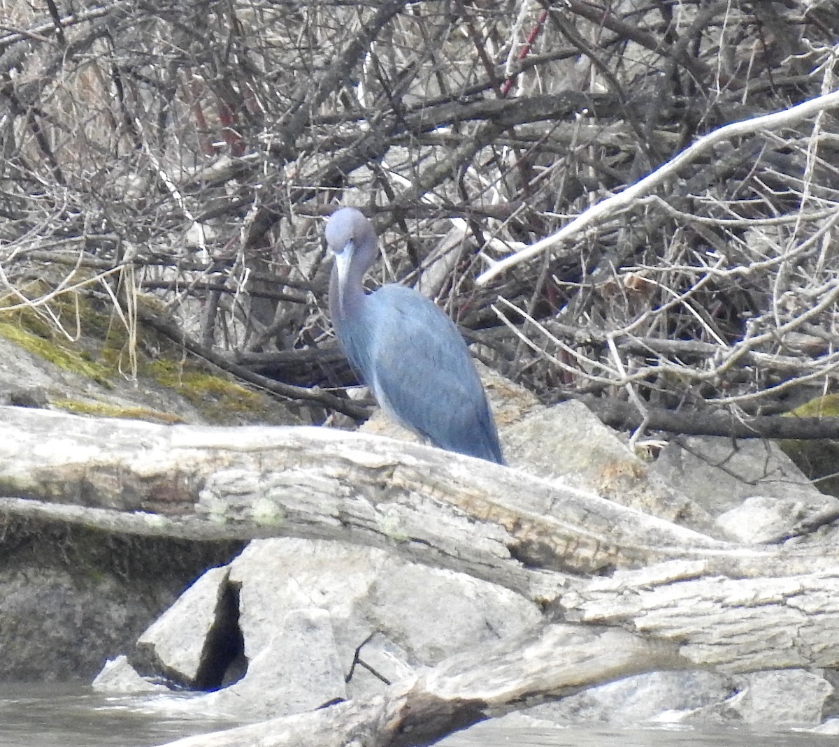 Little Blue Heron - ML327174561