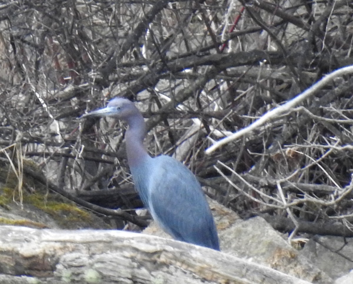 Little Blue Heron - ML327174791