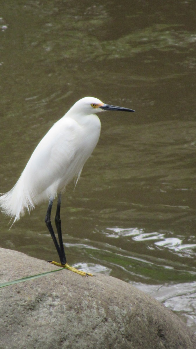 Snowy Egret - ML327175421