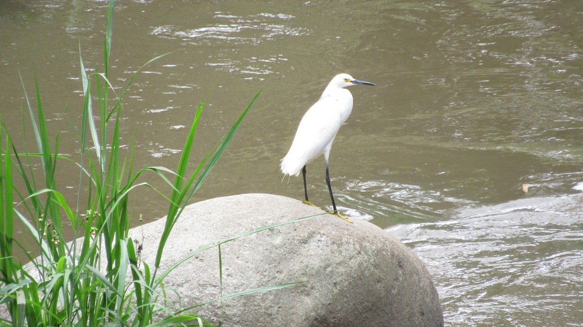 Snowy Egret - ML327175861