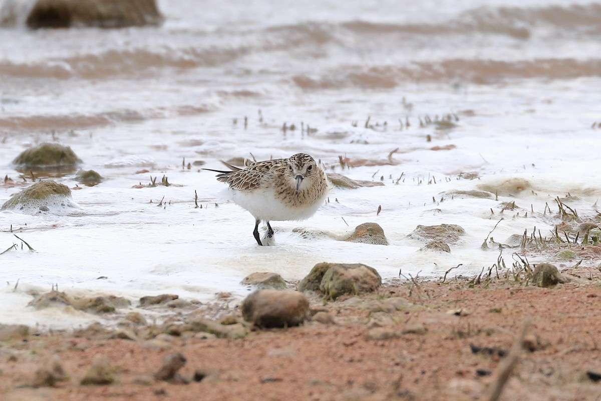 Semipalmated Sandpiper - Lawrence Haller