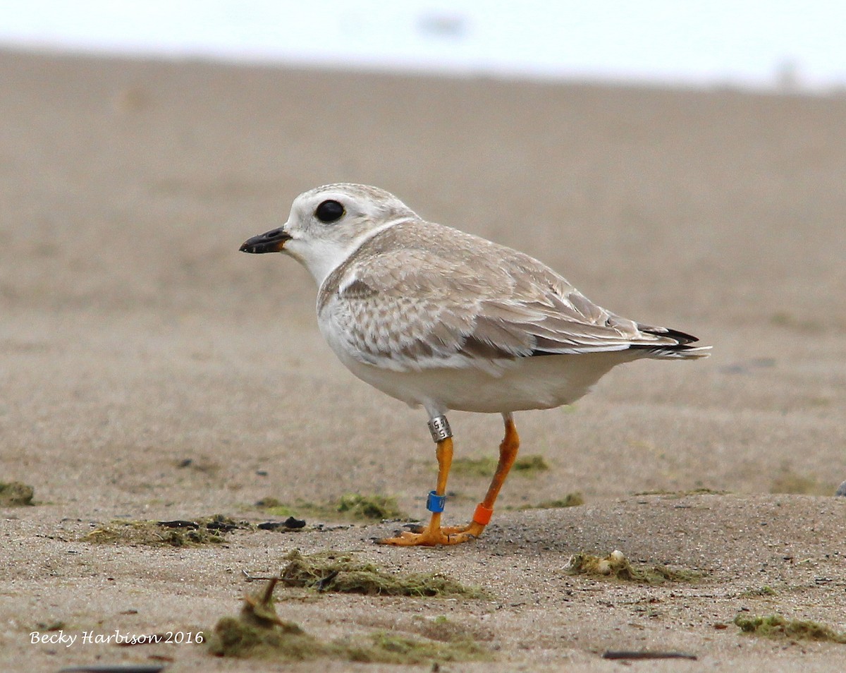 Piping Plover - ML32717781