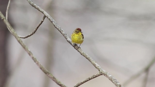 Palm Warbler (Yellow) - ML327178621