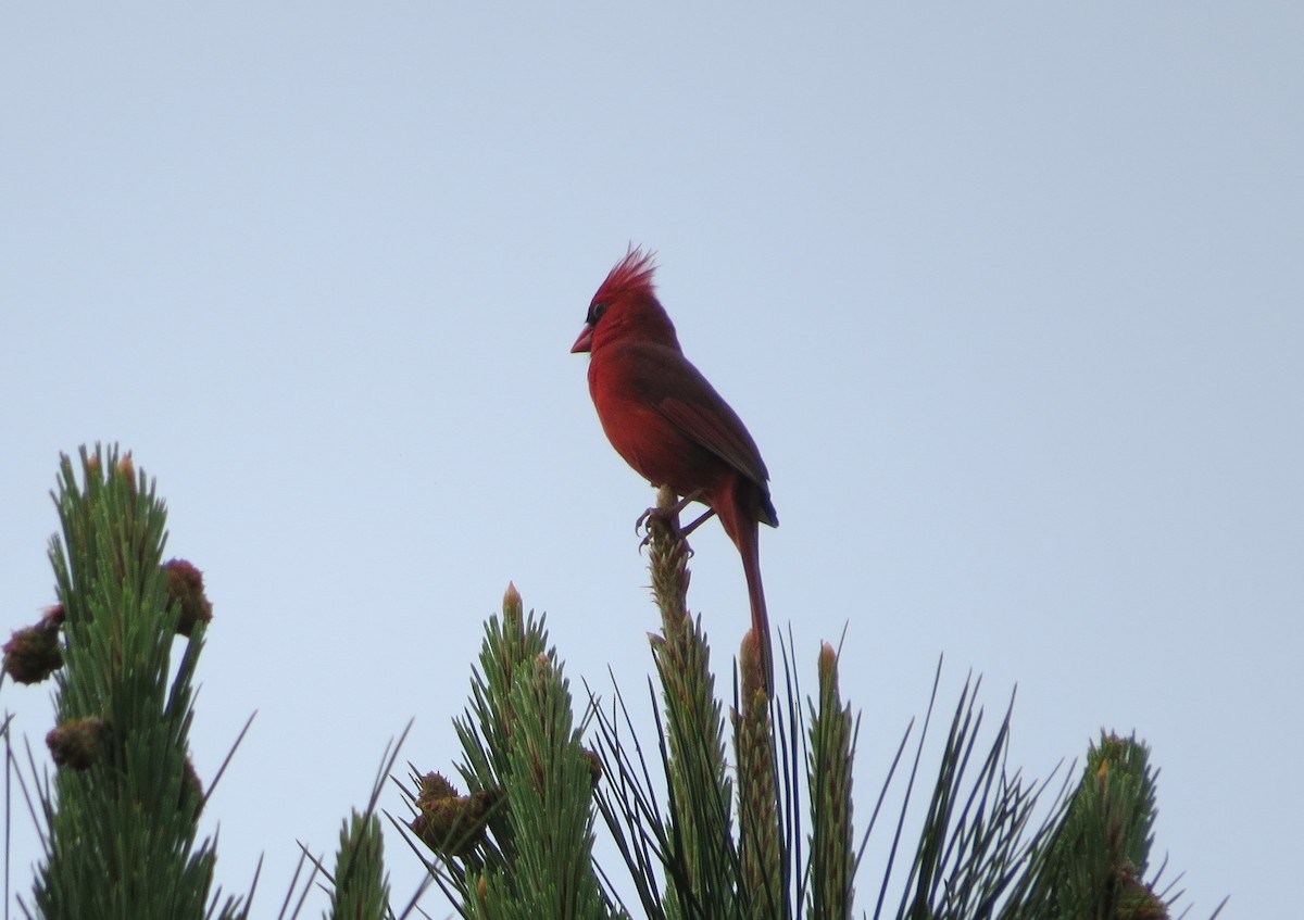 Northern Cardinal - Bev Hansen