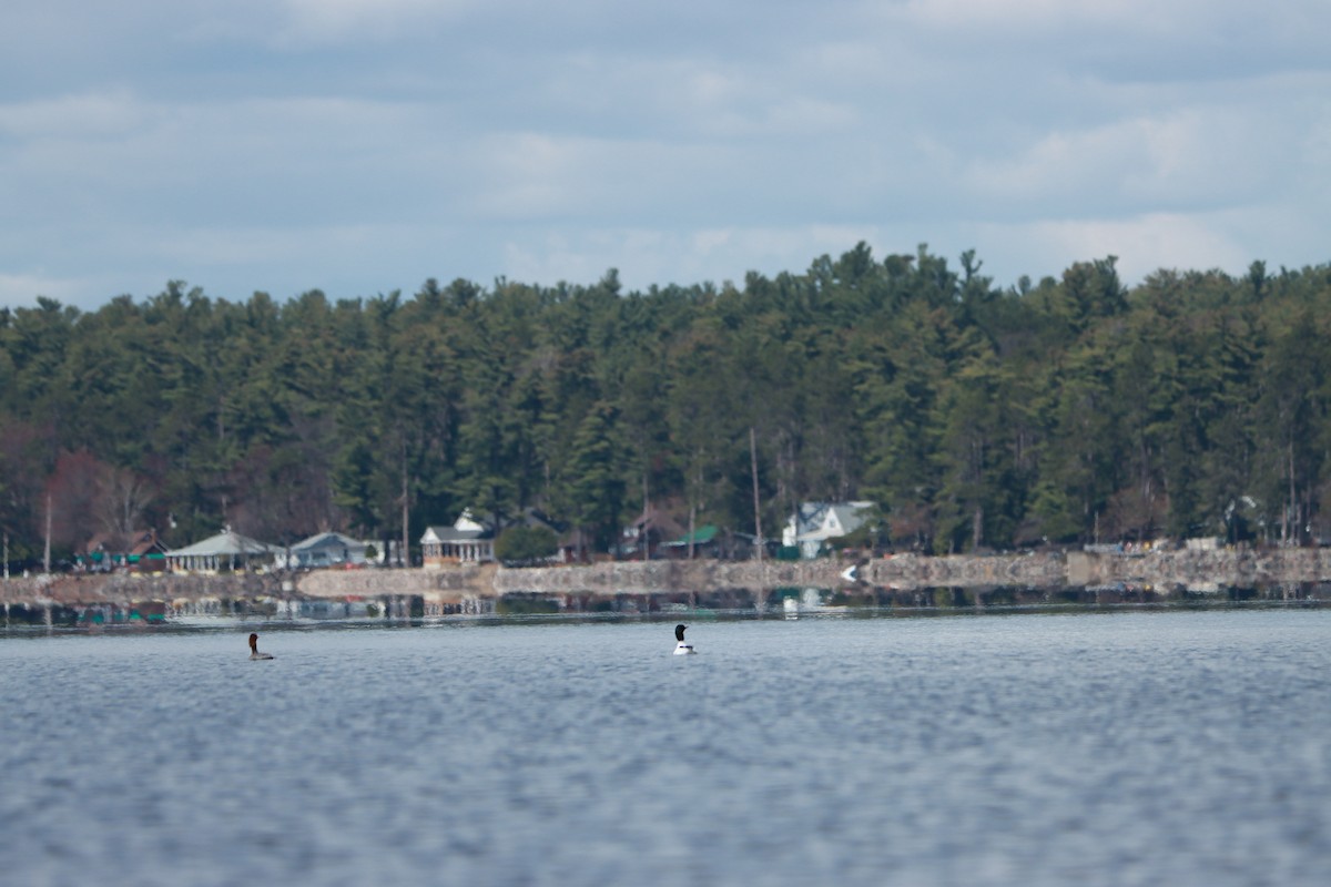 Common Merganser - ML327179541