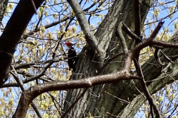 Pileated Woodpecker - ML327180831