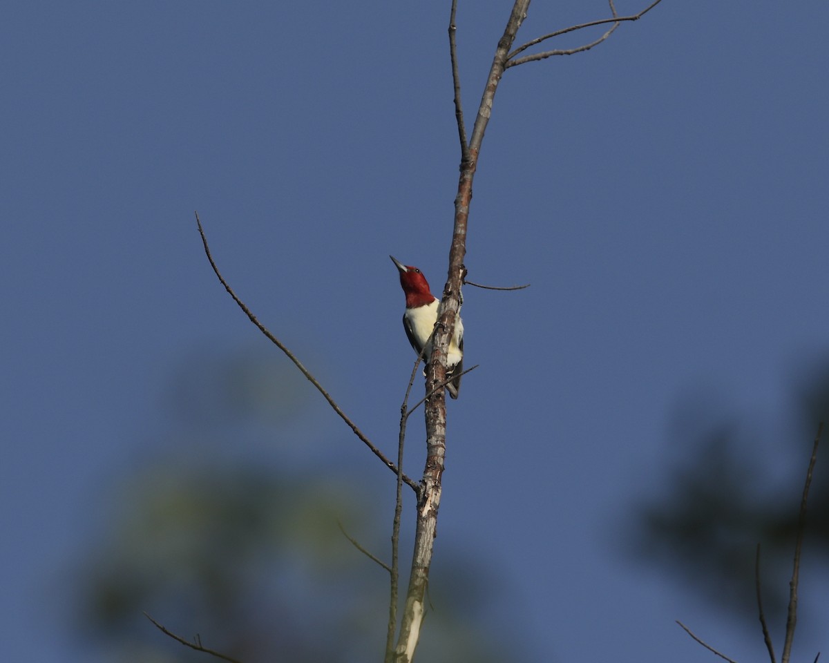 Red-headed Woodpecker - ML327182901