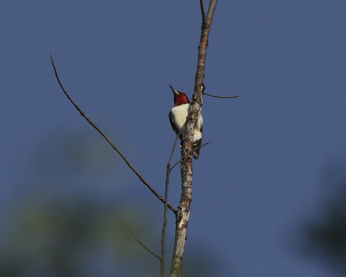 Red-headed Woodpecker - ML327182971