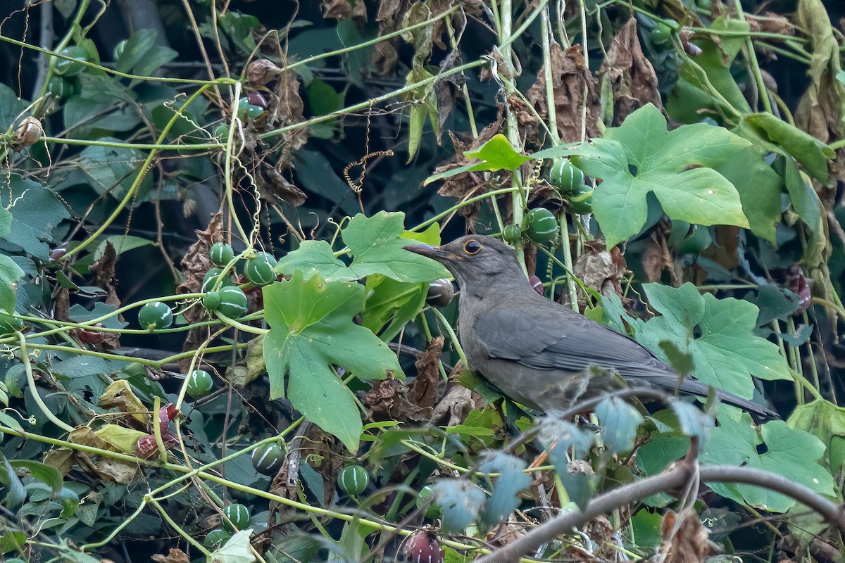Indian Blackbird - ML327183781