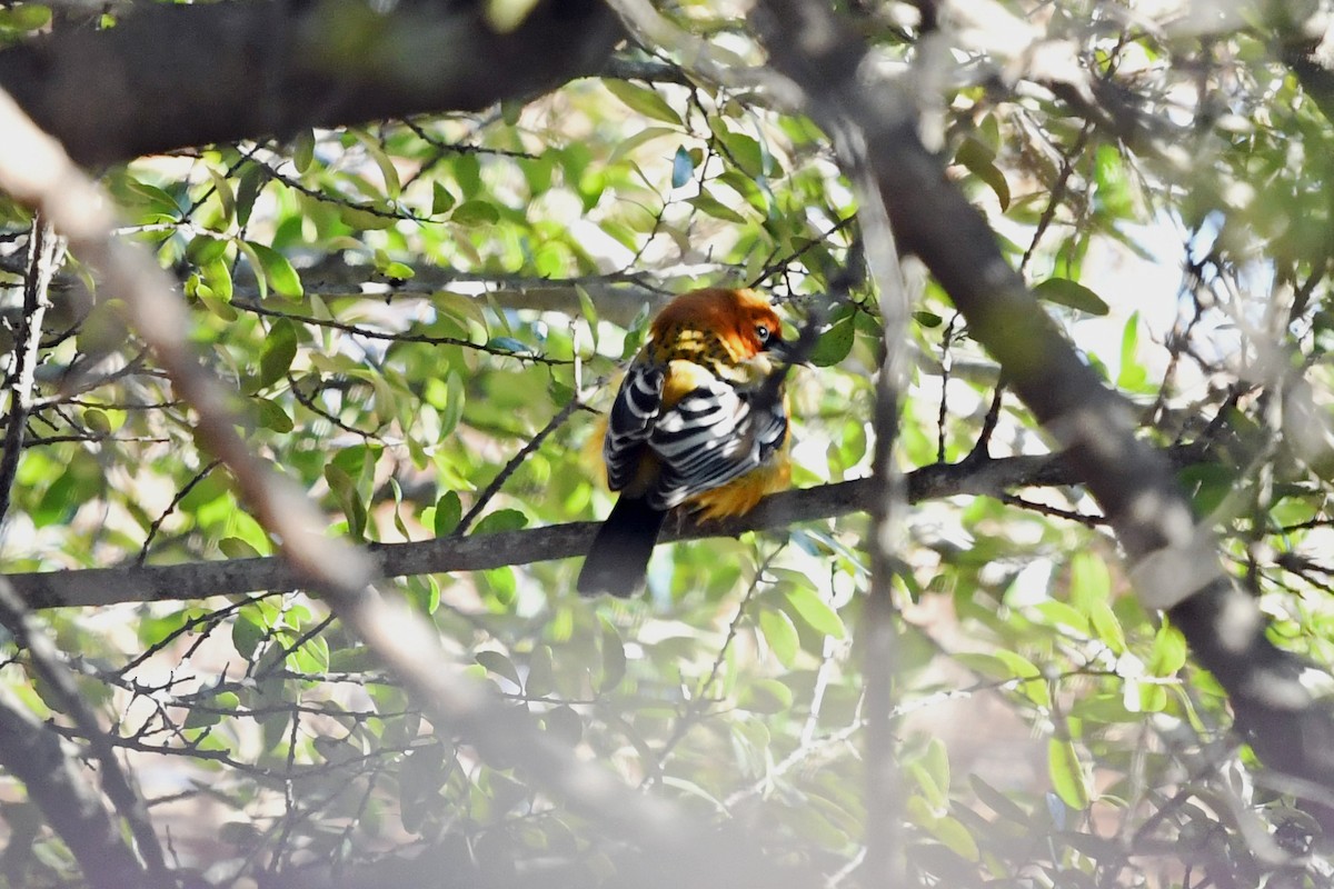 Streak-backed Oriole - ML327184591