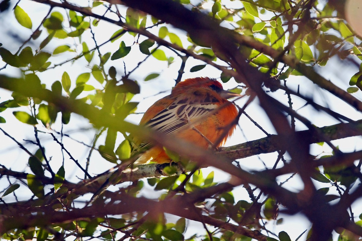 Streak-backed Oriole - ML327184851