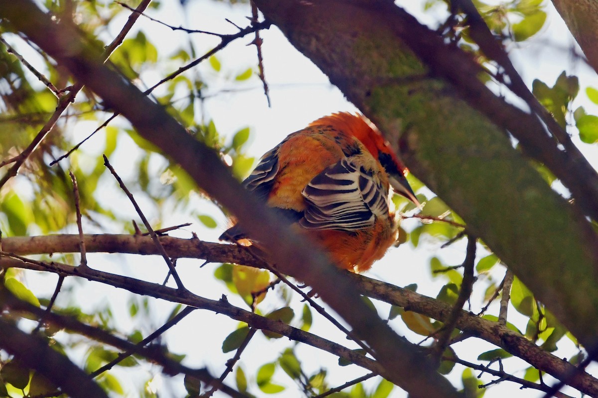 Streak-backed Oriole - ML327184861