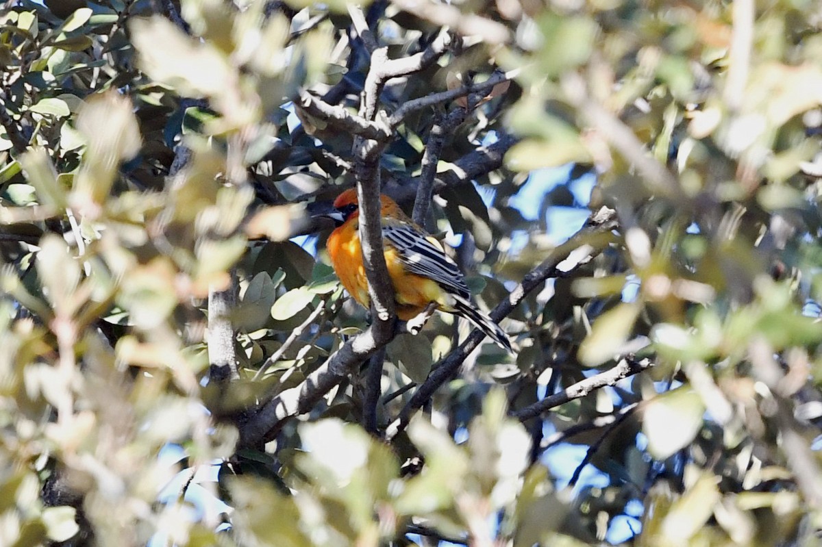 Streak-backed Oriole - ML327184911