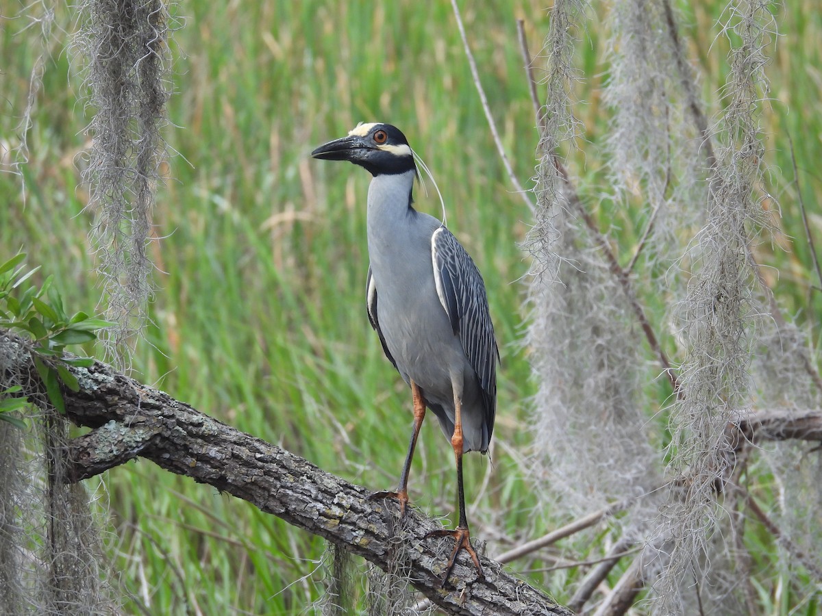 Yellow-crowned Night Heron - ML327185281