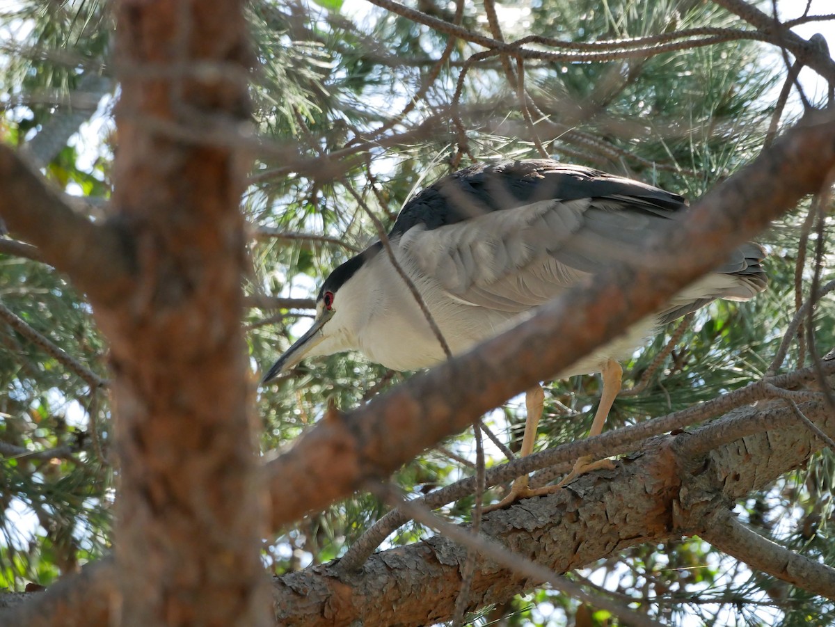 Black-crowned Night Heron - Barbara Coll