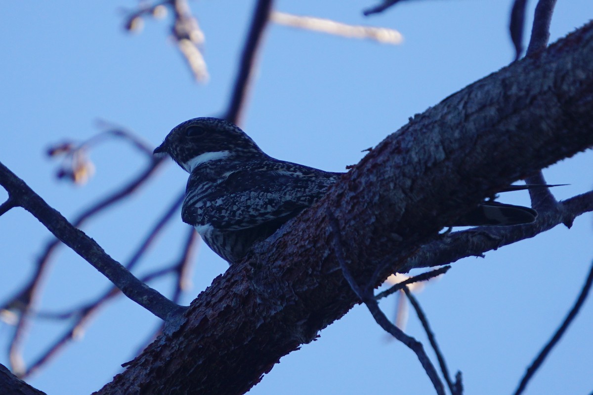 Common Nighthawk - ML327187771